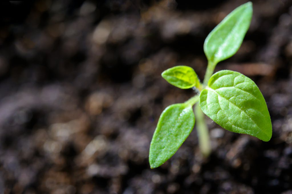 Western Ag Professional Agronomy’s Ken Greer explains how to “tune their soil-crop-climate decisions”