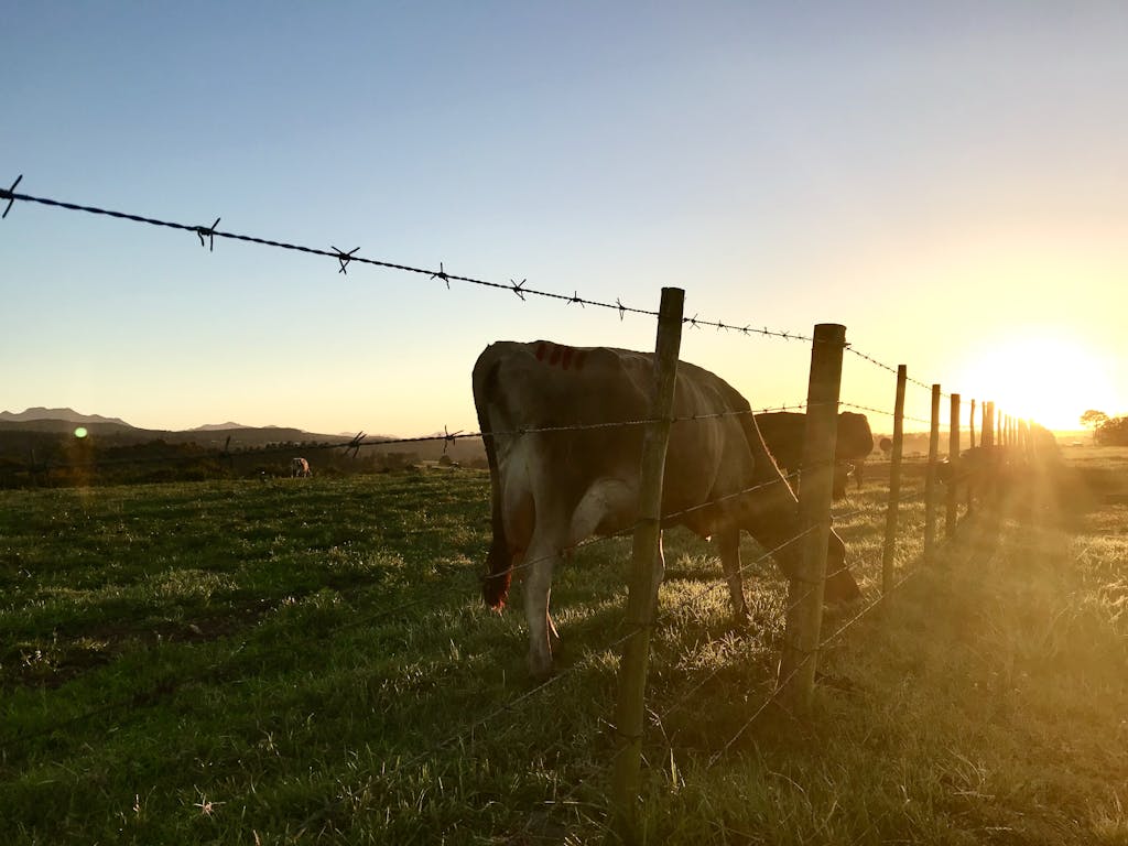 Animal Beside Fence