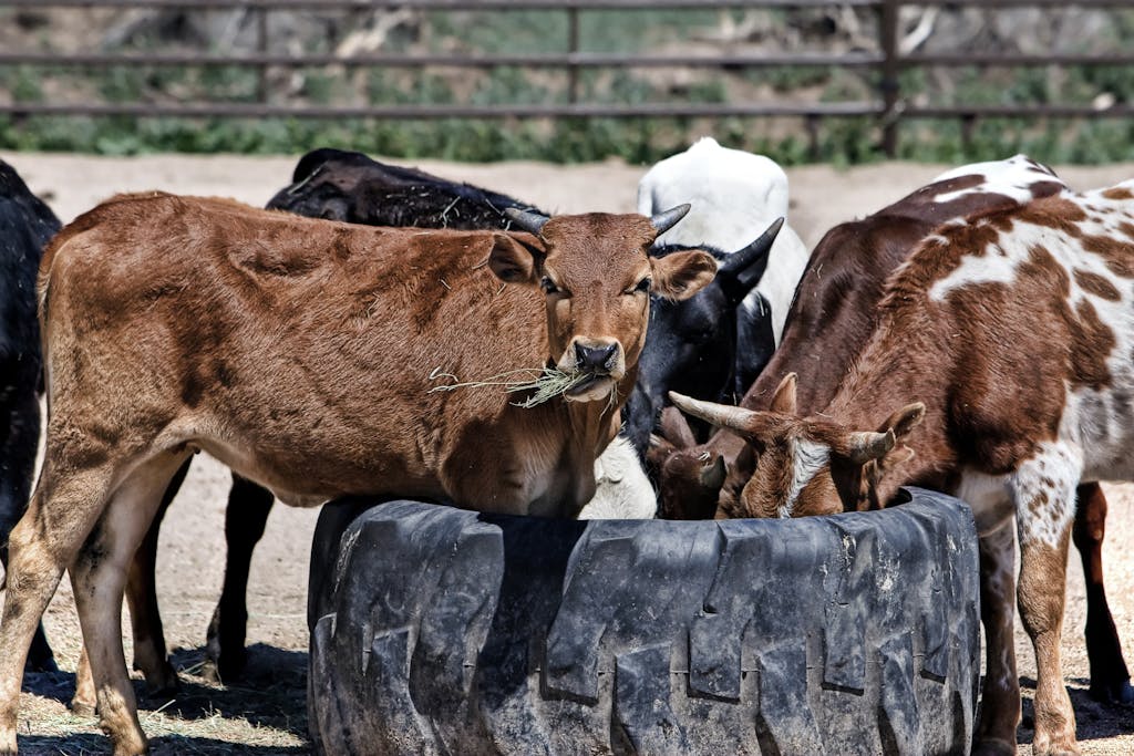 Brown Black and White Cows Drinking Water during Daytime