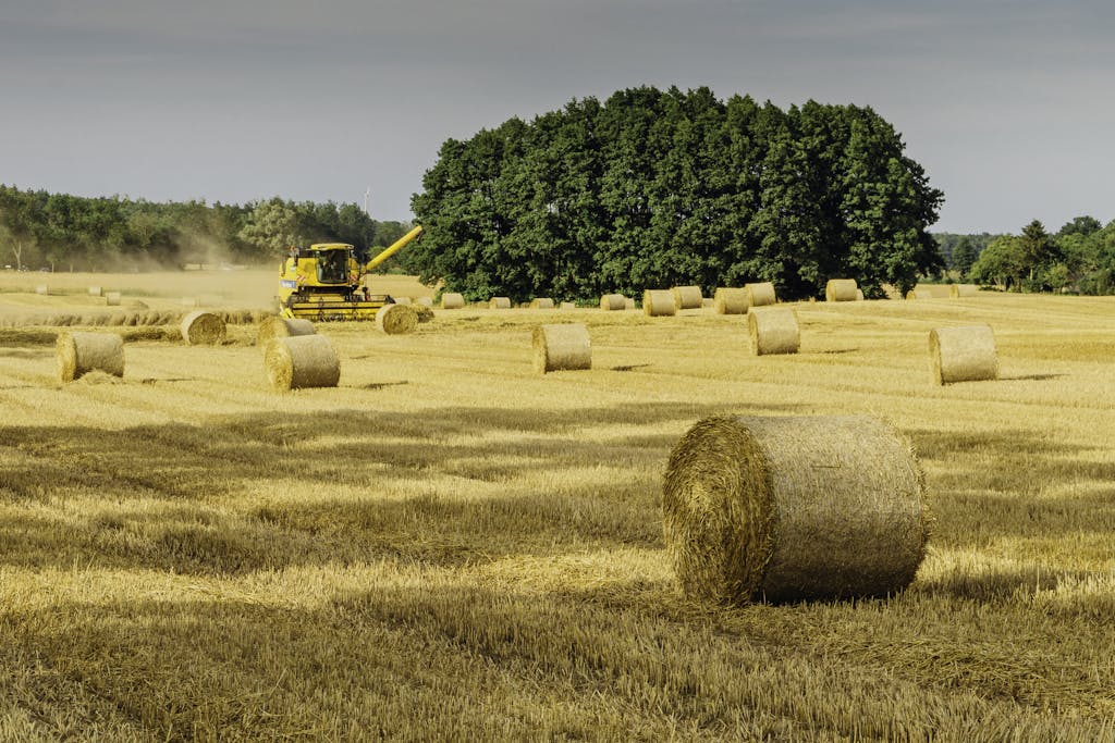 Brown Hay Rolls