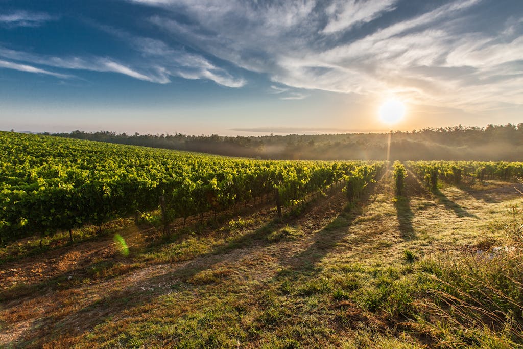 Over $6.8-million allocated to enhance organic farming sector in Canada