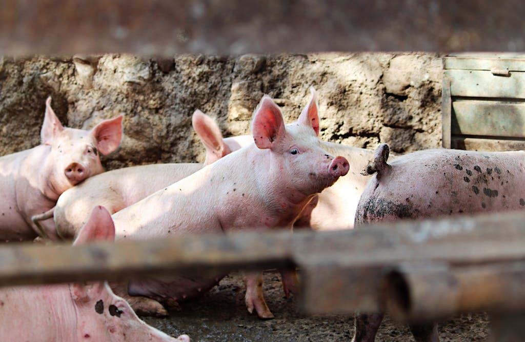 Female pig in pigsty in sunlight