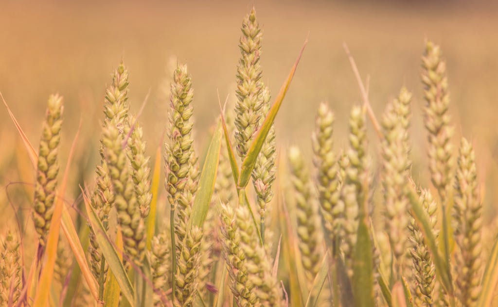 Field of Crop