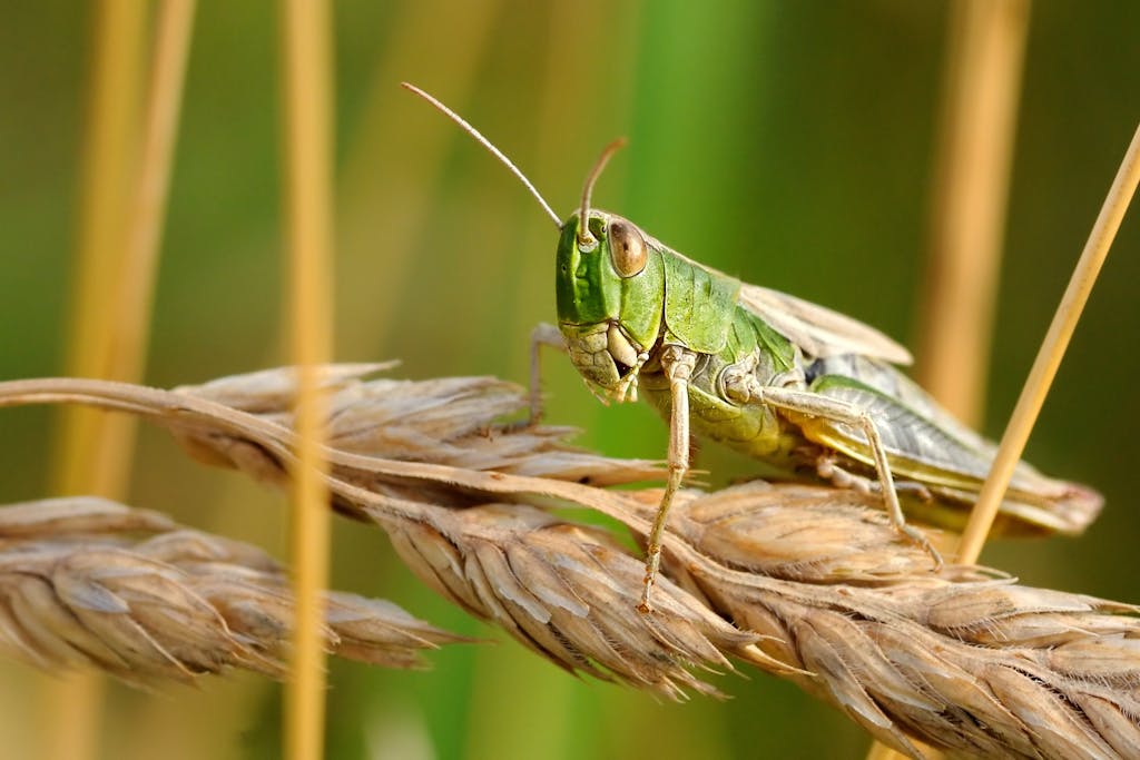 Sask. Ministry of Agriculture releases new crop pest maps