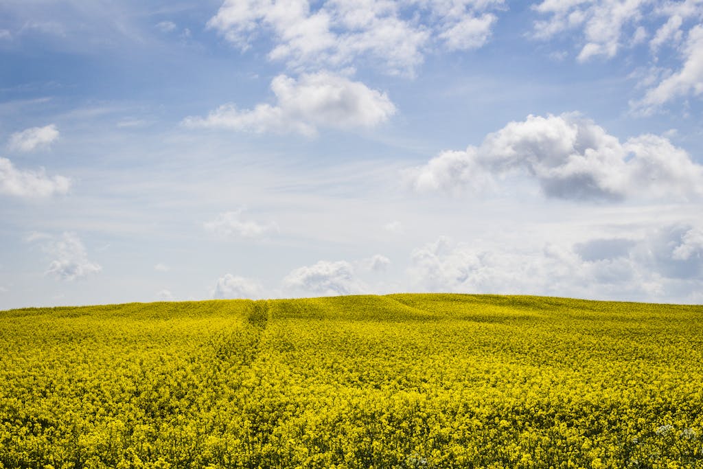 A picturesque canola field under a clear blue sky, showcasing rural tranquility and natural beauty.