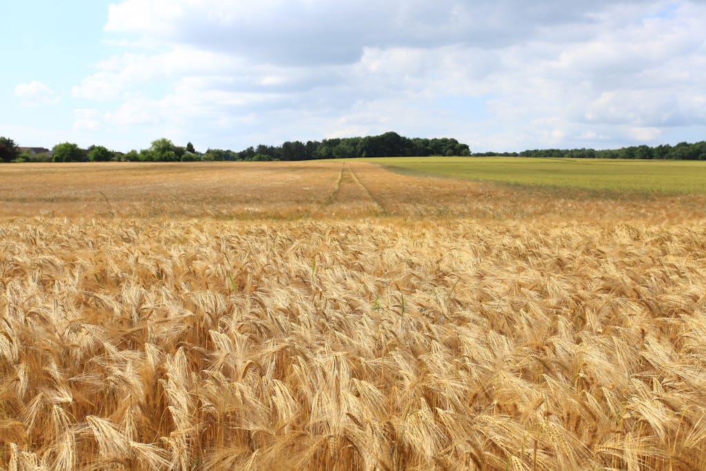 StatsCan seeding intentions report skewed by tariffs