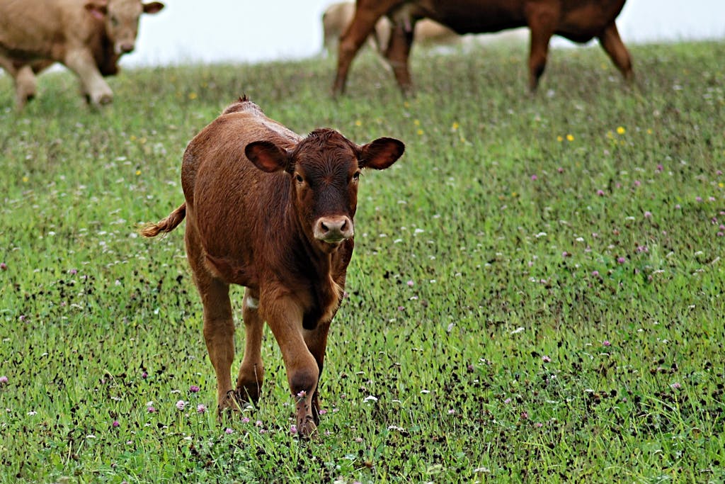 Cattle prices mixed due to market uncertainty, lower cattle supply