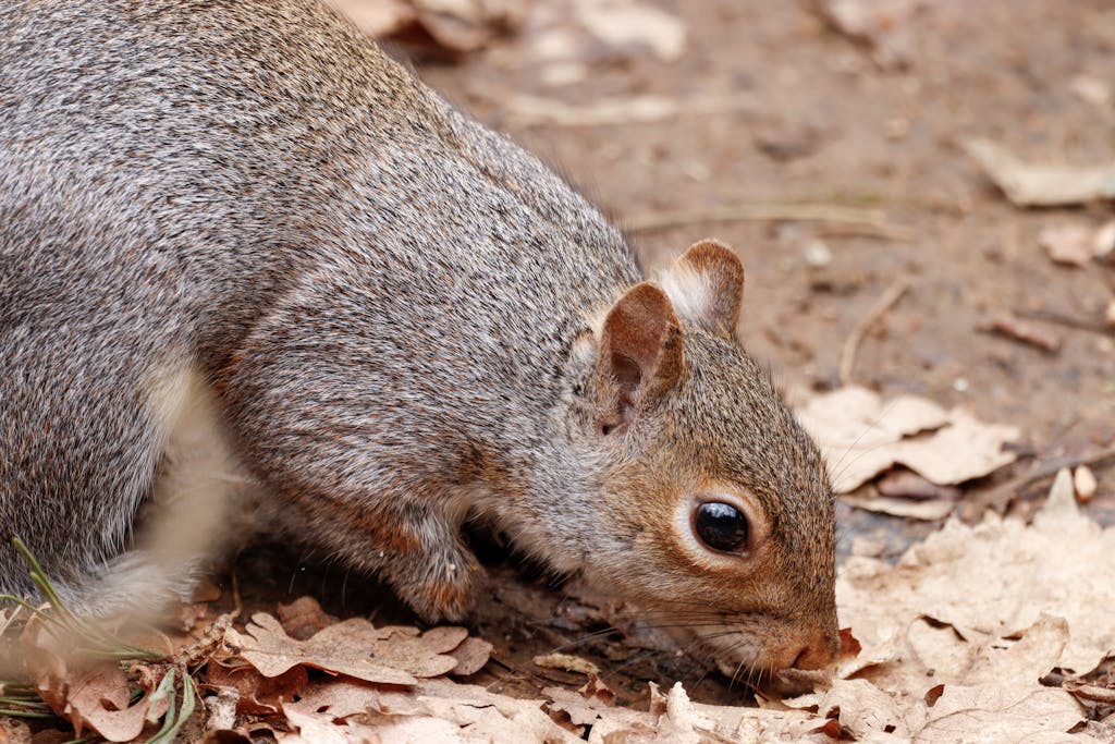 SARM again calling for reinstatement of strychnine to deal with Richardson ground squirrels